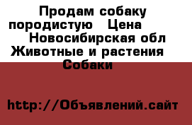 Продам собаку породистую › Цена ­ 4 000 - Новосибирская обл. Животные и растения » Собаки   